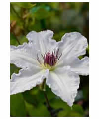 Clematis 'Pat Coleman'