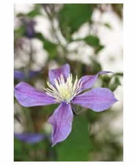 Clematis 'Petite Faucon' AGM