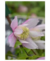 Clematis alpina 'Pink Flamingo' AGM 