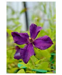 Clematis viticella 'Polish Spirit' AGM