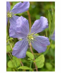 Clematis viticella 'Prince Charles' AGM