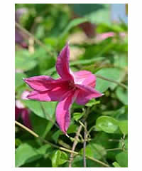 Clematis texensis 'Duchess of Albany' AGM 