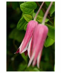 Clematis texensis 'Princess of Wales'