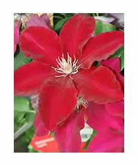 Clematis 'Rebecca'