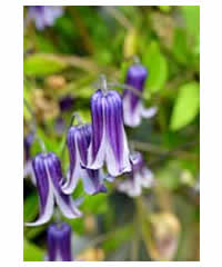 Clematis 'Rooguchi' 