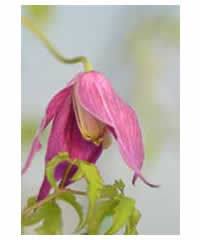 Clematis alpina 'Ruby'