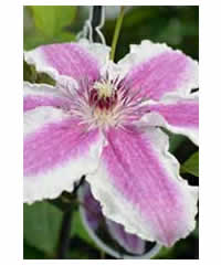 Clematis 'Starlight'