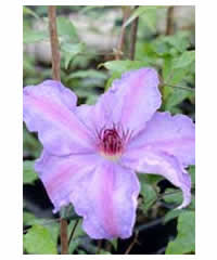 Clematis 'The First Lady'