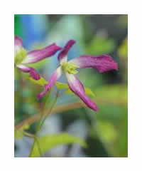 Clematis triternata  x 'Rubromarginata'