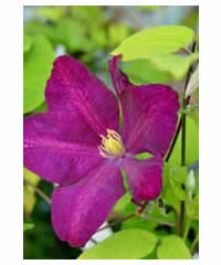 Clematis 'Voluceau'