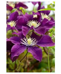 Clematis 'Warszawska Nike' AGM 