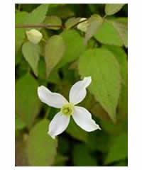 Clematis montana 'Wilsonii' 