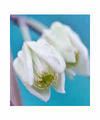 Clematis urophylla 'Winter Beauty'