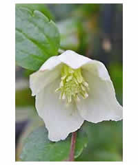 Clematis cirrhosa 'Wisley Cream' AGM 