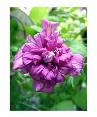 Clematis viticella 'Purpurea Plena Elegans' AGM 