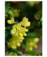 Coronilla valentina subsp. glauca 'Citrina'