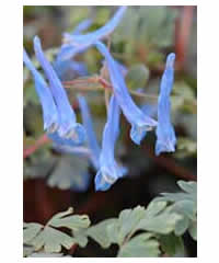 Corydalis curviflora rosthornii 'Blue Heron' 