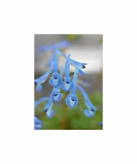 Corydalis