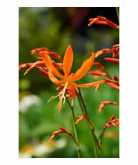 Crocosmia 'Golden Ballerina'