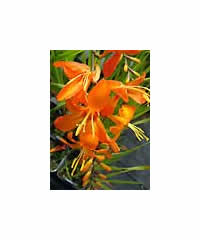 Crocosmia