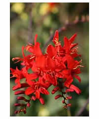 Crocosmia 'Lucifer' AGM