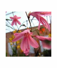 Crocosmia rosea 