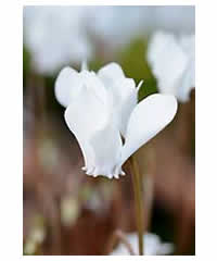 Cyclamen hederifolium 'Album'