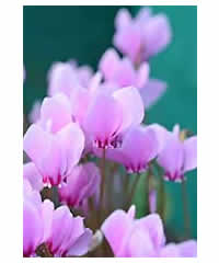 Cyclamen hederifolium 'Ruby Strain'