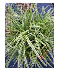 Carex morrowii 'Ice Dance'