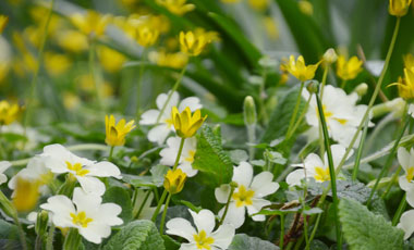 Spring plants