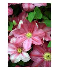 Clematis 'Abilene'