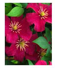 Clematis 'Barbara Harrington' AGM 