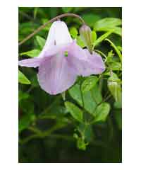 Clematis 'Betty Corning' 