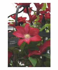 Clematis 'Bourbon'