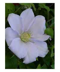 Clematis 'Chelsea'