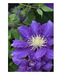 Clematis 'Chevalier'