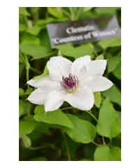 Clematis 'Countess of Wessex'