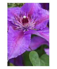 Clematis 'Edda' 