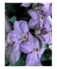 Clematis 'Elsa Spath' AGM