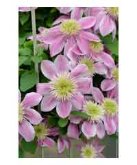 Clematis 'Empress' 