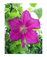 Clematis 'Ernest Markham' AGM 