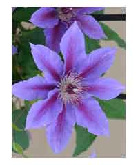 Clematis 'Ines'