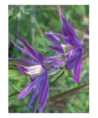 Clematis macropetala 'Jan Lindmark' 