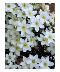 Clematis 'Michiko'