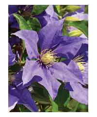 Clematis 'Olympia' 