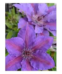 Clematis 'Paulie'