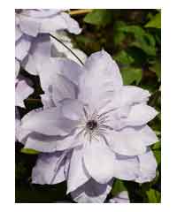 Clematis 'Reflections'