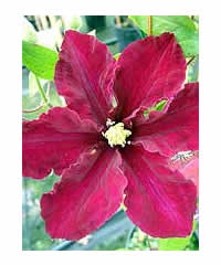 Clematis 'Rosemoor'