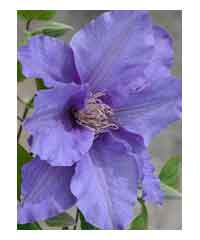 Clematis 'Sacha'