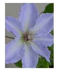 Clematis 'Tranquilite'